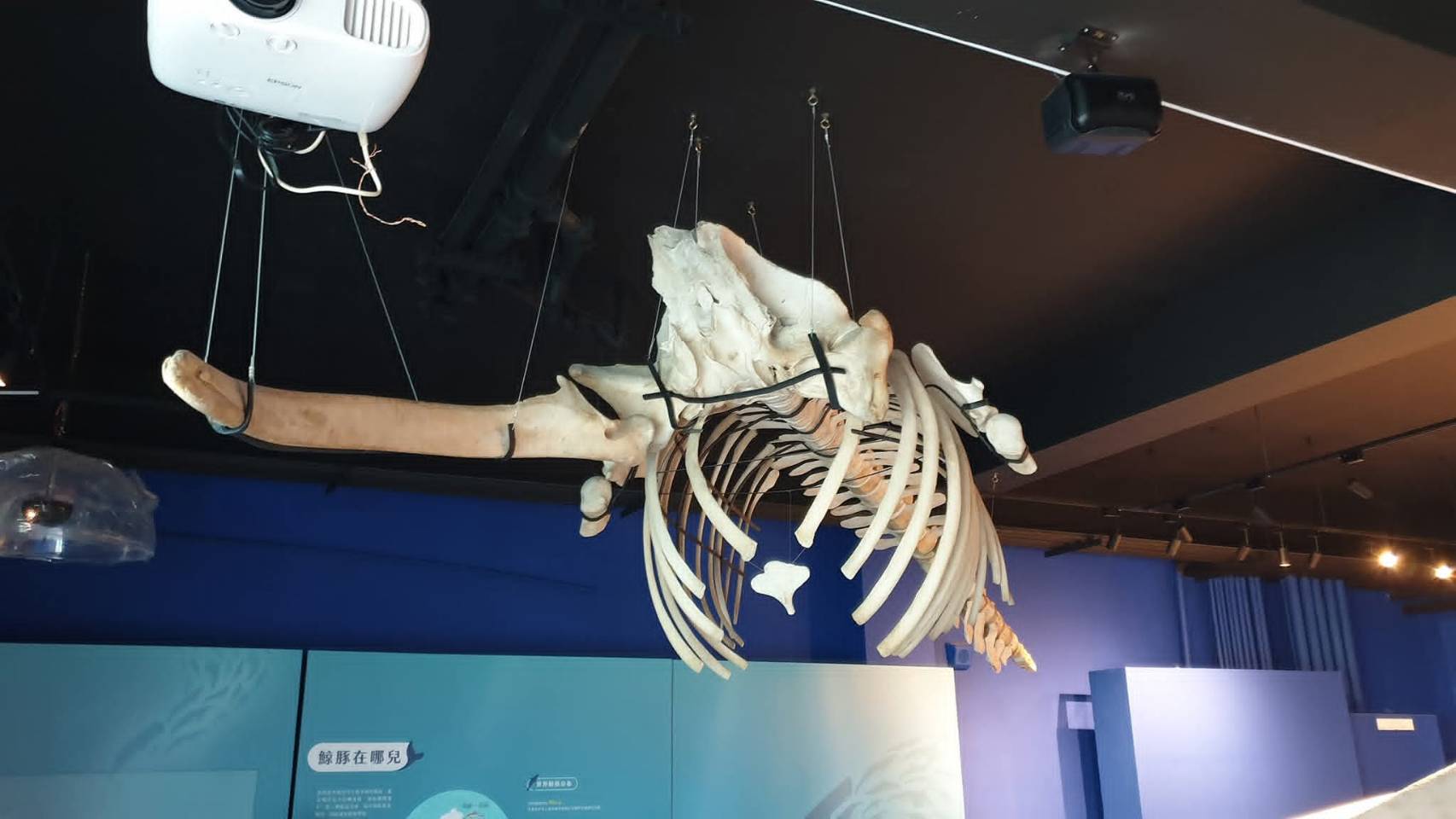 成大鯨豚中心展場設計-環境教育的沉浸式空間實踐 2 成大鯨豚中心