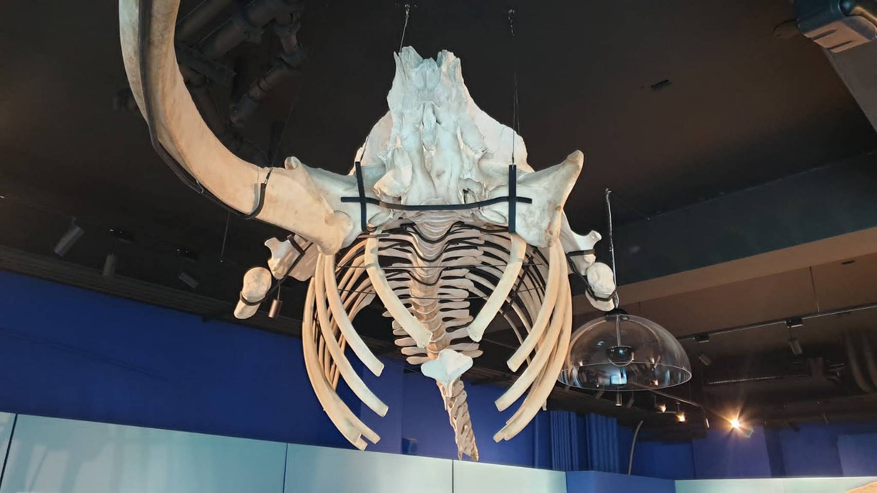 成大鯨豚中心展場設計-環境教育的沉浸式空間實踐 4 1503428_0