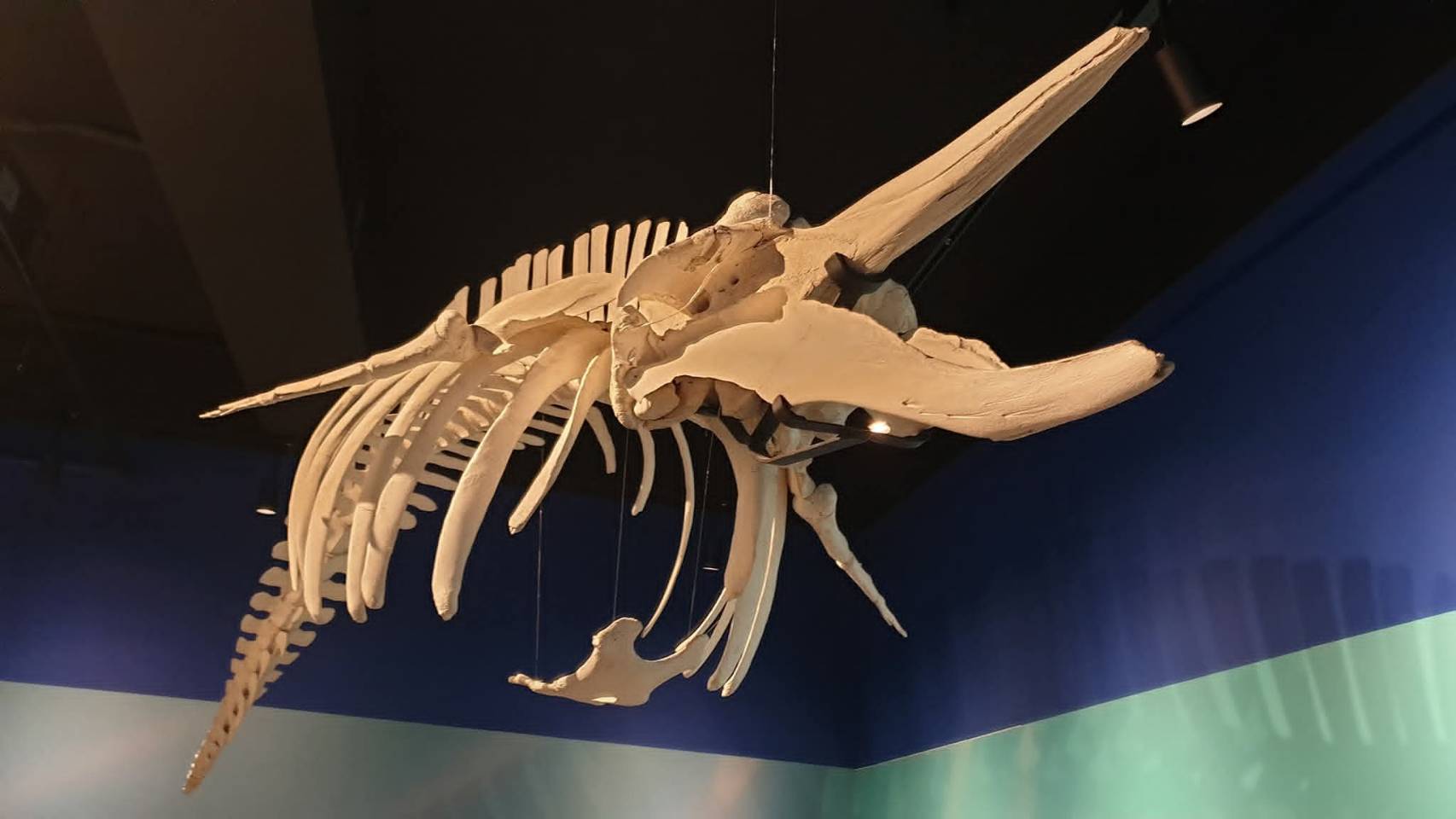 成大鯨豚中心展場設計-環境教育的沉浸式空間實踐 5 成大鯨豚中心