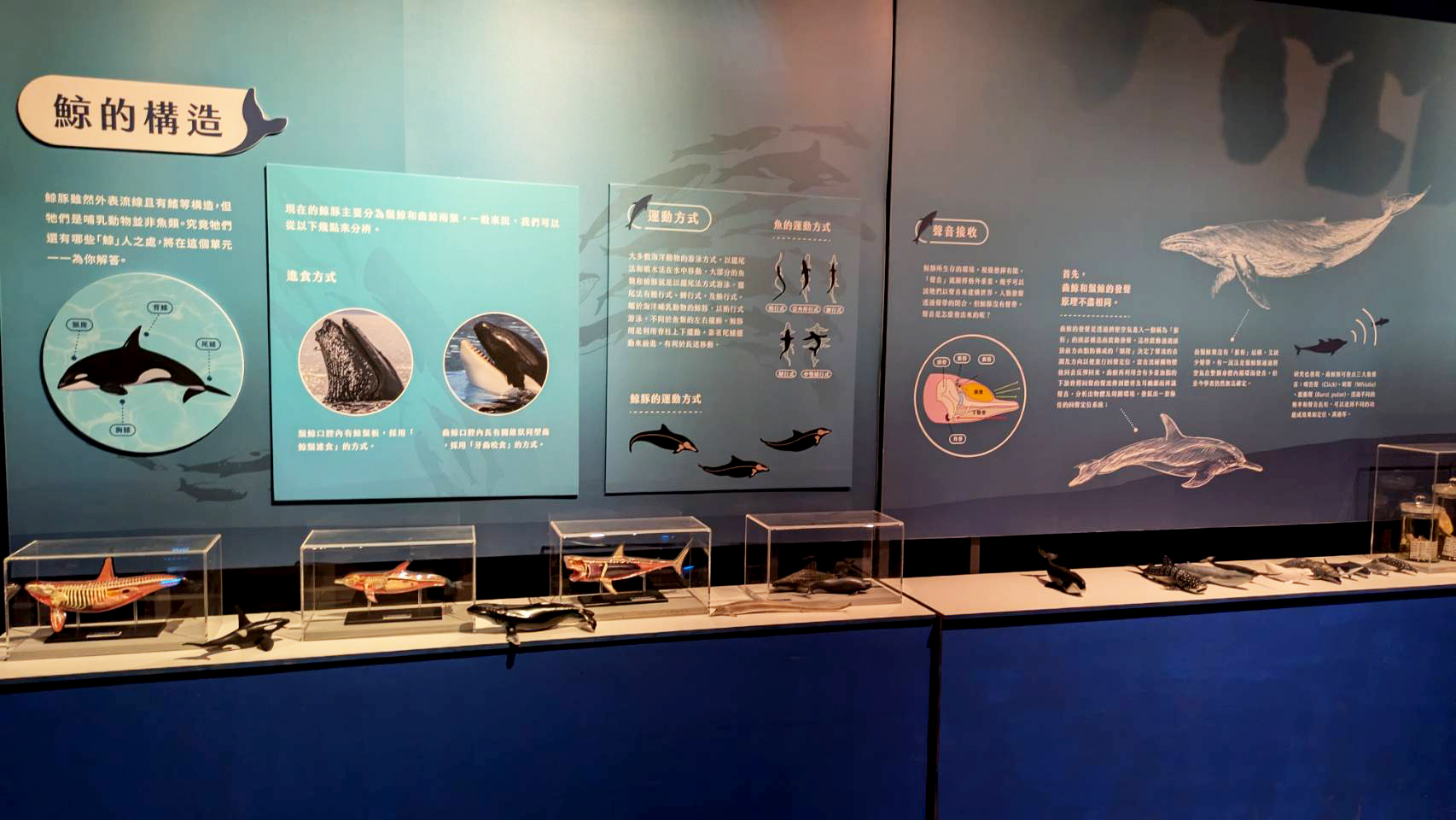 成大鯨豚中心展場設計-環境教育的沉浸式空間實踐 3 4_0