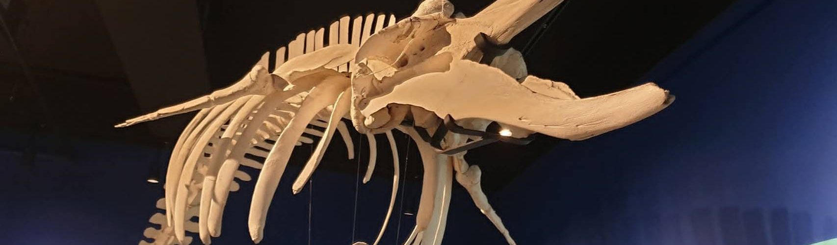 成大鯨豚中心展場設計-環境教育的沉浸式空間實踐 1 1503429 0